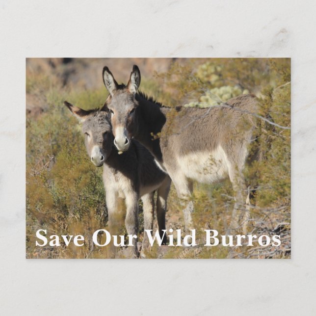 Carte Postale Sauvez nos Burros sauvages (Devant)