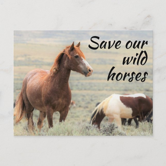 Carte Postale Sauvez nos Chevaux sauvages (Devant)