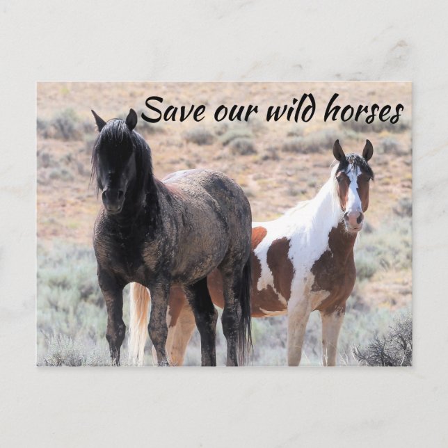 Carte Postale Sauvez nos chevaux sauvages (Devant)