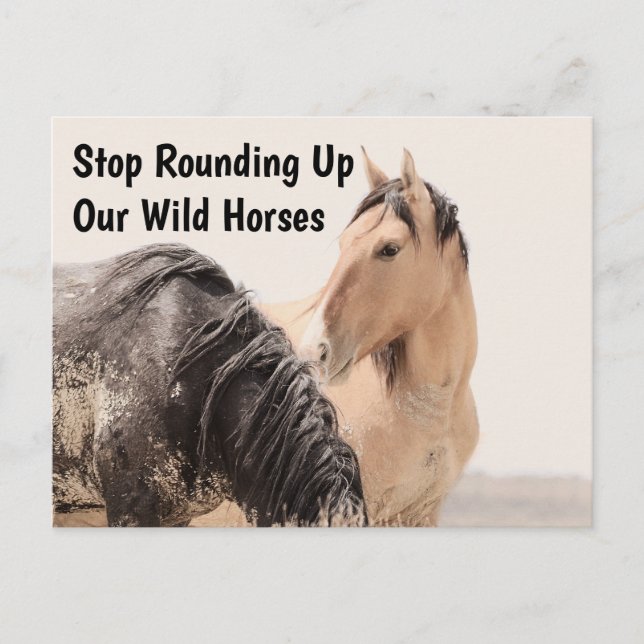 Carte Postale Sauvez nos chevaux sauvages (Devant)