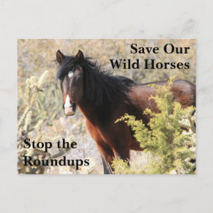 Carte Postale Sauvez nos chevaux sauvages