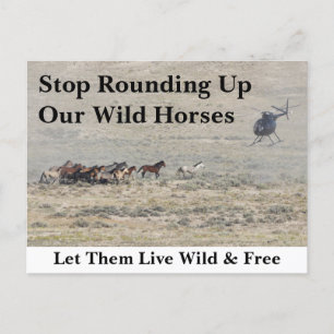 Carte Postale Sauvez nos chevaux sauvages
