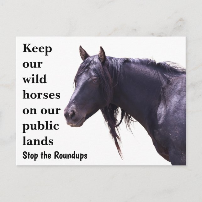 Carte Postale Sauvez nos chevaux sauvages (Devant)