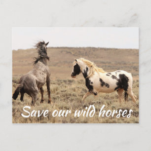Carte Postale Sauvez nos chevaux sauvages