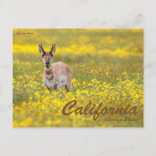 Carte Postale Sauvez nos parcs