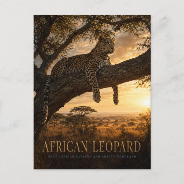 Carte Postale Savane ANIMALS de l'acacia et du léopard africain (Devant)