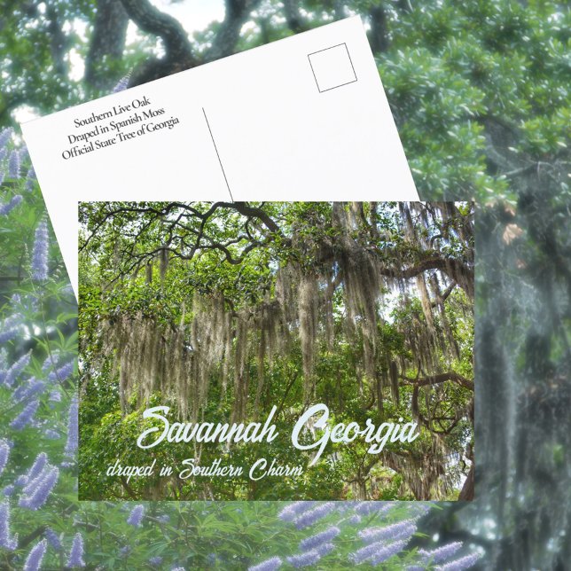 Carte Postale Savannah GA Chênes verts couverts de mousse espagn (Créateur téléchargé)