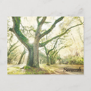 Carte Postale Savannah Georgia Southern Live Oak Tree