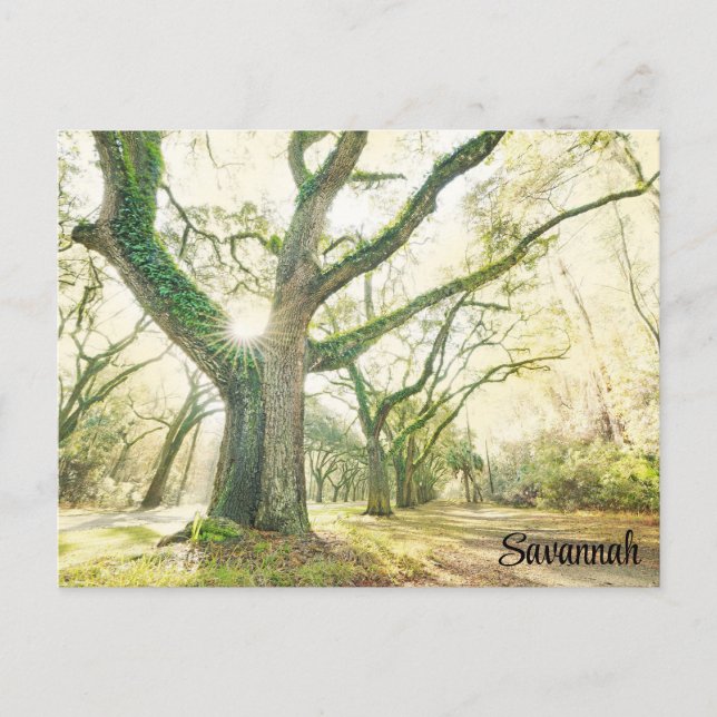 Carte Postale Savannah Georgia Southern Live Oak Tree (Devant)