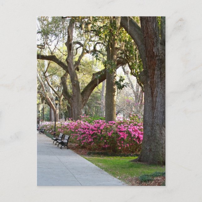 Carte Postale Savannah Géorgie au printemps Forsyth Park Azaleas (Devant)