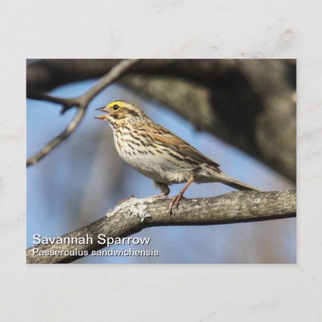 Carte Postale Savannah Sparrow (Devant)