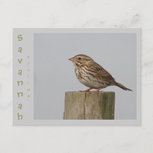 Carte Postale Savannah Sparrow (Devant)