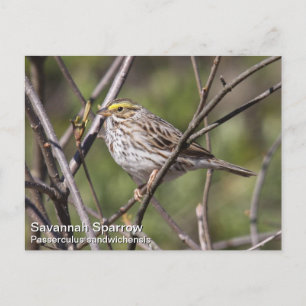 Carte Postale Savannah Sparrow