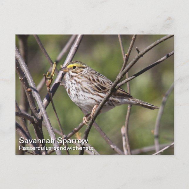 Carte Postale Savannah Sparrow (Devant)