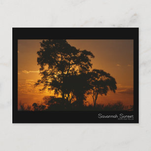 Carte postale Savannah Sunset