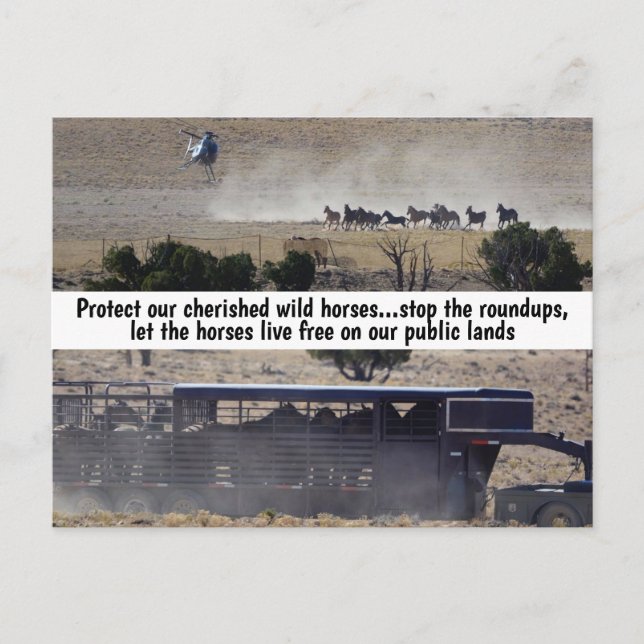 Carte Postale Save Our Wild Horses Campaign (Devant)