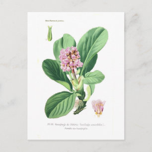 Carte Postale Saxifraga crassifolia (Bergenia)