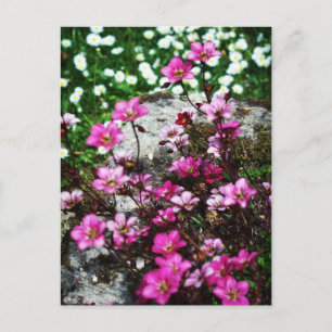 Carte Postale Saxifraga Highlander 2