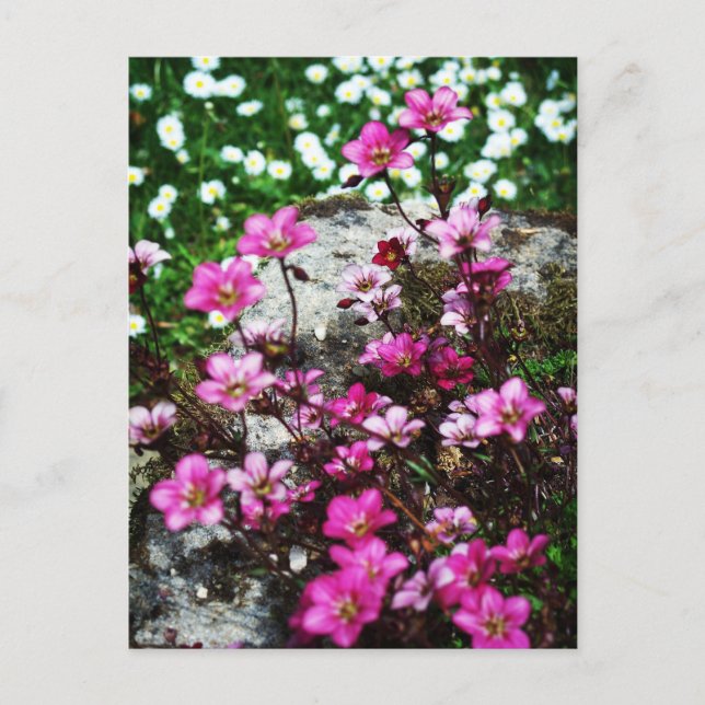 Carte Postale Saxifraga Highlander 2 (Devant)