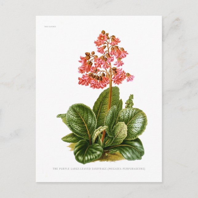 Carte Postale Saxifrage pourpre (Devant)