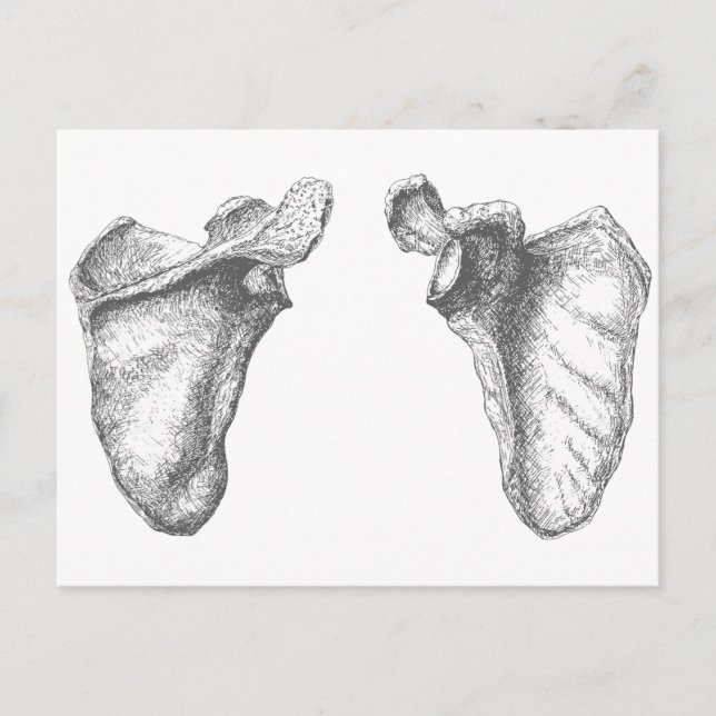 Carte Postale Scapula Grey (Devant)