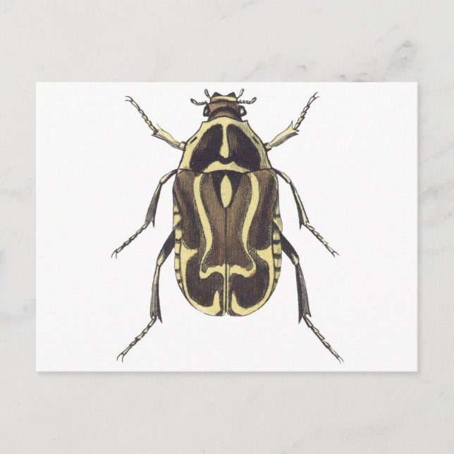 Carte Postale Scarab beetle (Devant)