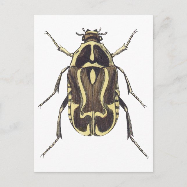Carte Postale Scarab Beetle (Devant)