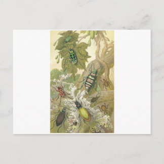 Carte Postale Scarabées britanniques