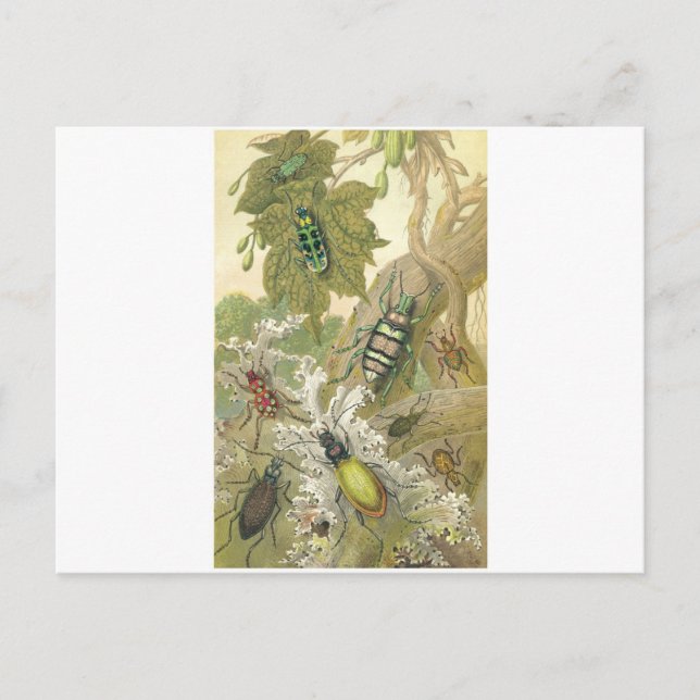Carte Postale Scarabées britanniques (Devant)