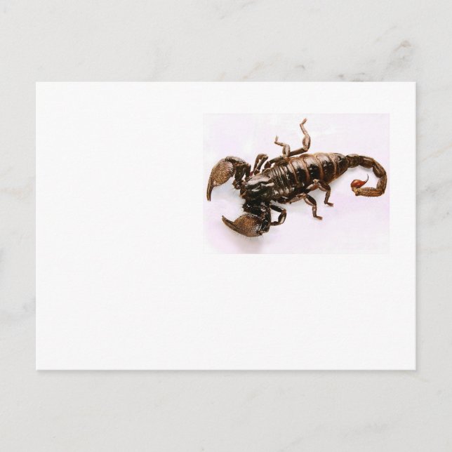 Carte postale Scaremail (Scorpion) (Devant)