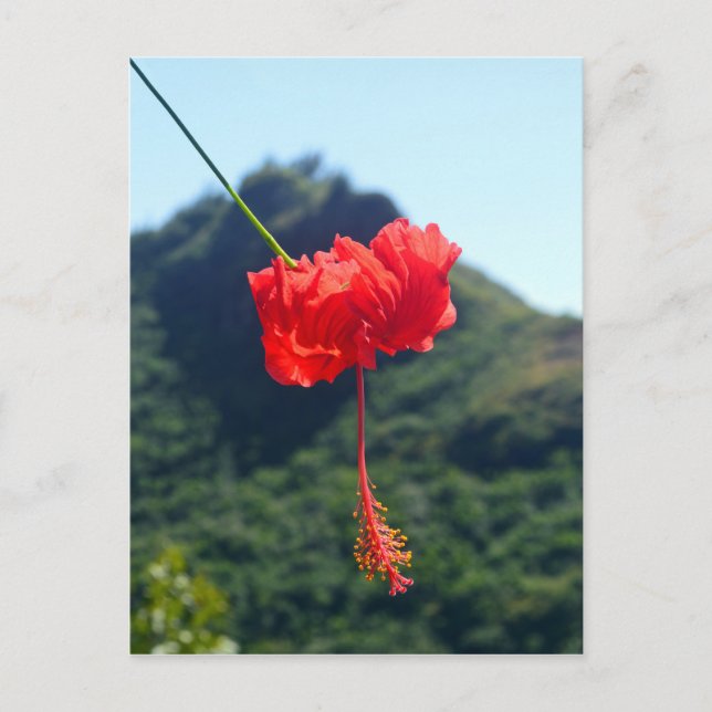 Carte Postale Scarlet Hibiscus, Hawaii (Devant)