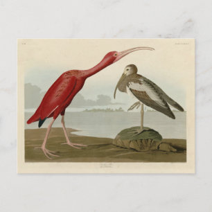 Carte Postale Scarlet Ibis - de Audubon's Birds of America