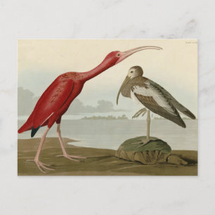 Carte Postale Scarlet Ibis - de Audubon's Birds of America