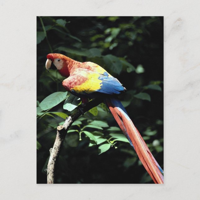 Carte Postale Scarlet macaw (Devant)
