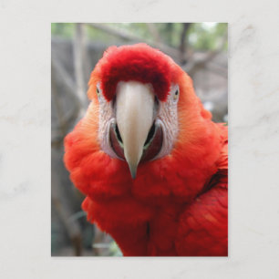 Carte Postale Scarlet Macaw