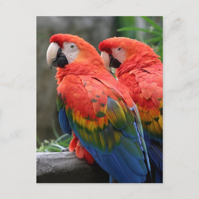 Carte Postale Scarlet Macaw (Devant)
