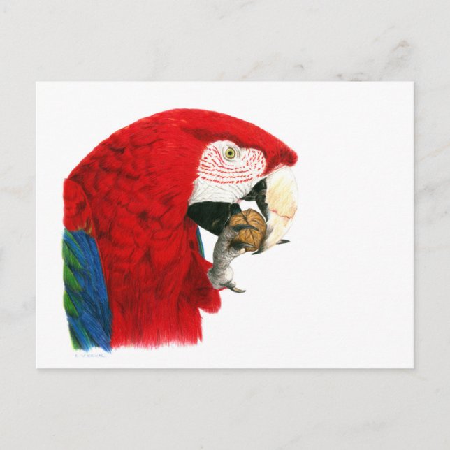 Carte postale Scarlet Macaw (Devant)