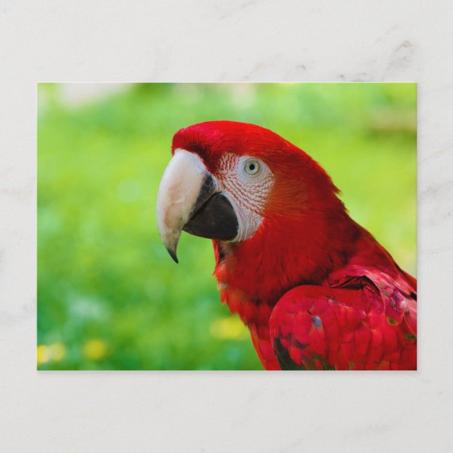 Carte Postale Scarlet Macaw Ara Macao American Parrot (Devant)