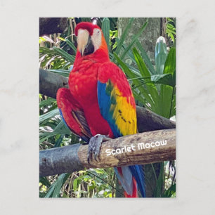 Carte postale Scarlet Macaw Costa Rica