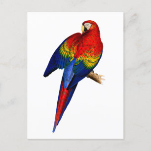Carte Postale Scarlet Macaw Tropical Colorful Pluie Forêt Oiseau