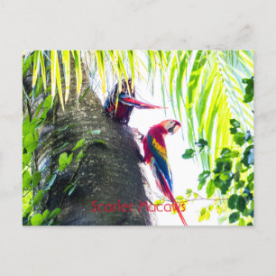 Carte Postale Scarlet Macaws