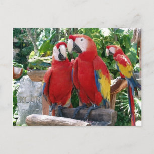 Carte postale Scarlet Macaws