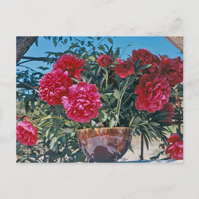 Carte Postale Scarlet Peony par H.D. Peterson 1972 (Devant)