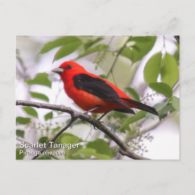 Carte Postale Scarlet Tanager (Devant)