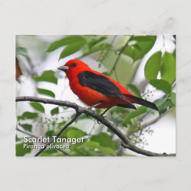 Carte postale Scarlet Tanager (Devant)
