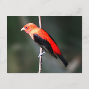 Carte postale Scarlet Tanager