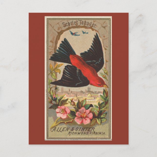 Carte Postale Scarlet Tanager (Devant)