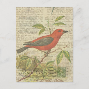 Carte Postale Scarlet Tanager Oiseau Vintage Volière