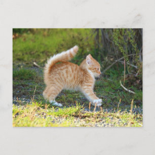 Carte Postale Scarycat