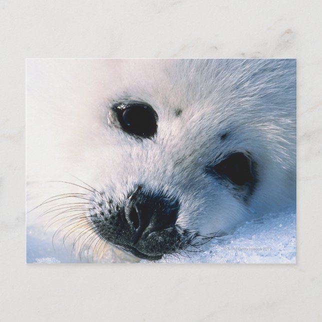 Carte Postale Sceau (Devant)